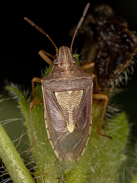 Adult Stink Bug der Gattung Oebalus