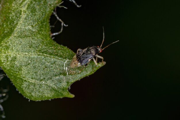 Adult True Bug der Unterordnung Heteroptera