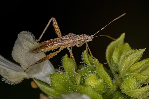 Adult True Bug der Unterordnung Heteroptera