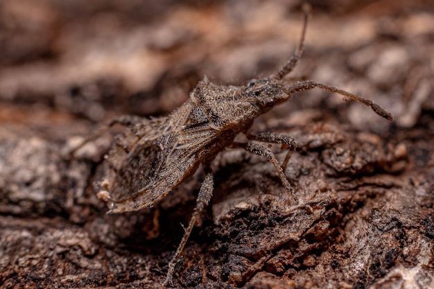 Adult True Bug der Unterordnung Heteroptera