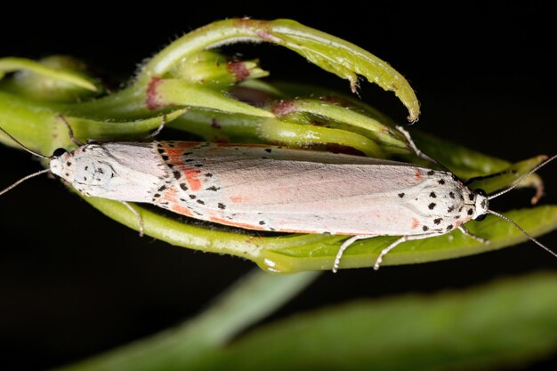 Adulta polilla Bella ornamentada de la especie Utetheisa ornatrix copulando sobre la hoja Roselle de la especie Hibiscus sabdariffa