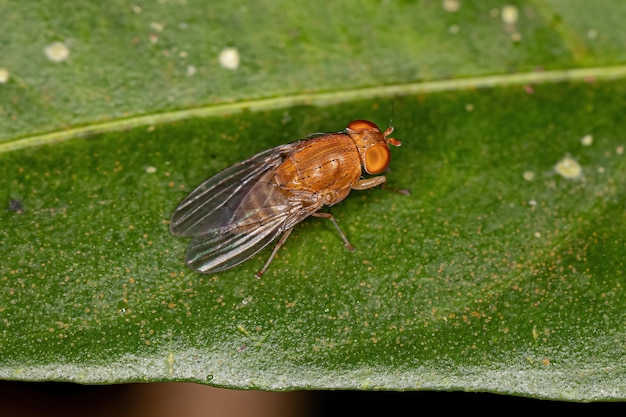 Adulte Acalyptrate Fly der Zoosubsection Acalyptratae