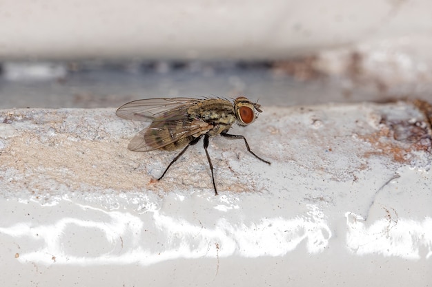 Adulte Kalyptratfliege der Zoosubsection Calyptratae