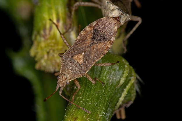 Adulte Pentatomomorph Bugs der Infraorder Pentatomomorpha Kopplung