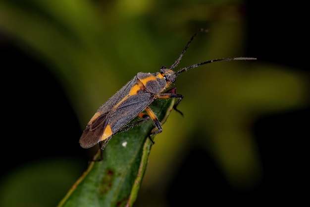 Adulte Pflanzenwanze der Familie Miridae