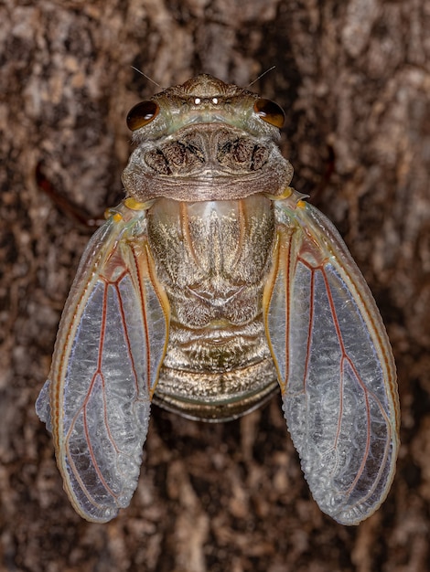 Adulte Riesenzikade der Art Quesada gigas im Prozess der Ekdyse, bei der sich die Zikade zum Erwachsenenstadium entwickelt und das alte Exoskelett aufgibt, das jetzt Exuvia genannt wird, ein Prozess der Metamorphose