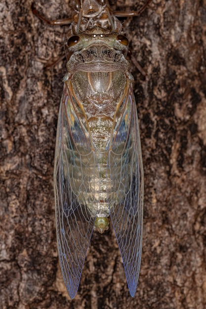 Adulte Riesenzikade der Art Quesada gigas im Prozess der Ekdyse, bei der sich die Zikade zum Erwachsenenstadium entwickelt und das alte Exoskelett aufgibt, das jetzt Exuvia genannt wird, ein Prozess der Metamorphose