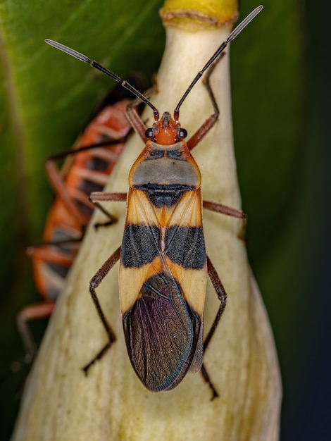 Adulte Saatwanze der Art Oncopeltus unifasciatellus