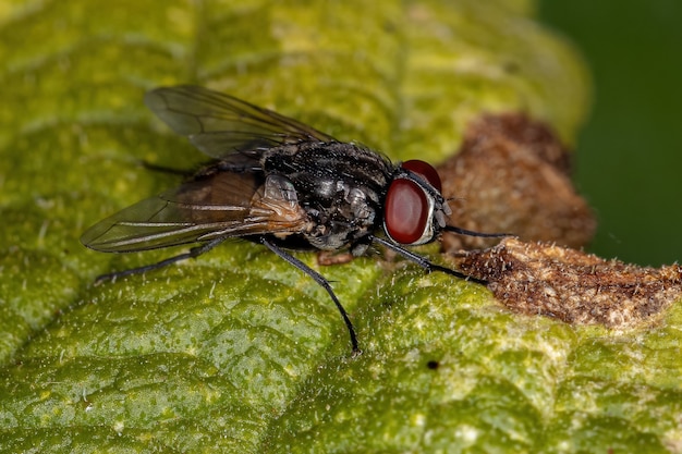 Adulte Stubenfliege der Art Musca domestica