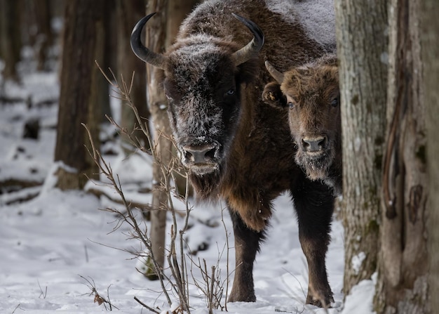 Un adulto y un bisonte joven miran desde detrás de un árbol en el bosque en invierno