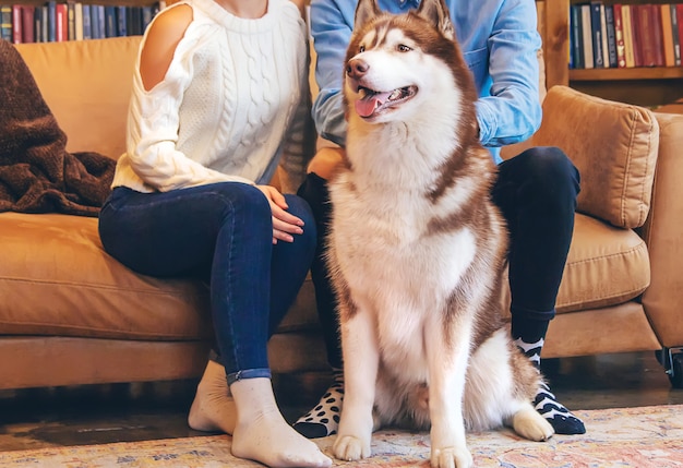 Adulto cão husky em casa com os proprietários.