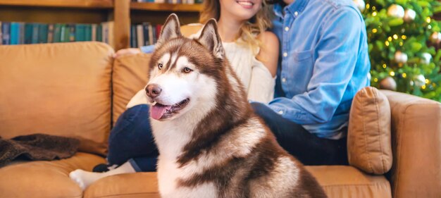 Adulto cão Husky em casa com os proprietários.