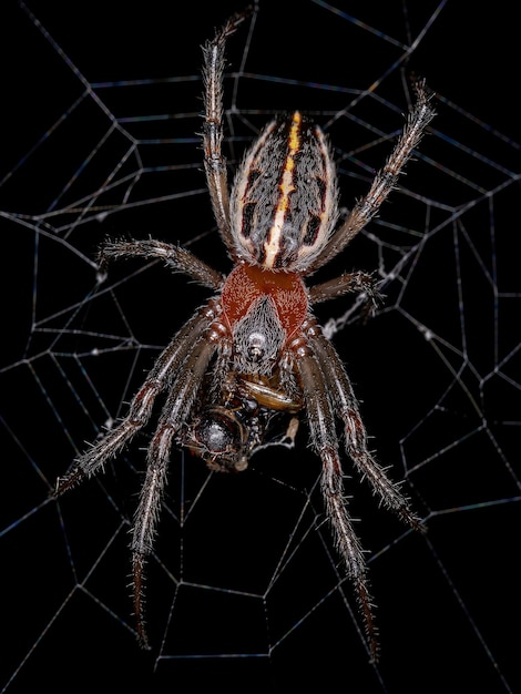 Foto adulto clásico orbweaver de la especie alpaida veniliae