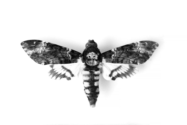 Adulto death'shead hawkmoth acherontia atropos isolado no branco