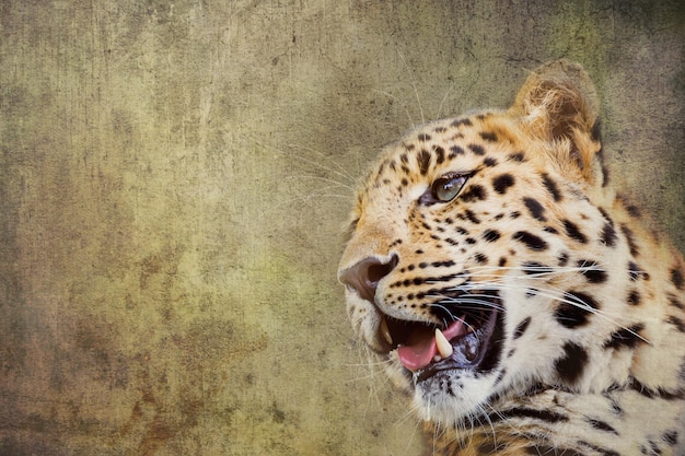 Adulto joven Leopardo Amur Una especie de leopardo autóctono del sureste de Rusia y el noreste de China y catalogado como En Peligro Crítico Fondo texturizado con espacio de copia