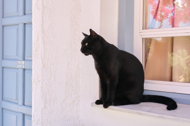 Adulto lindo gato preto macho sentado no peitoril da janela olhando para o lado, ao ar livre, parede branca em casa, espaço de cópia