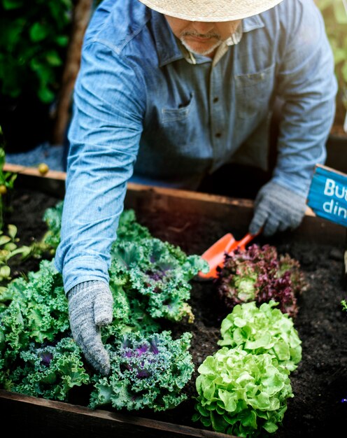 Adulto mayor que planta la verdura del jardín del patio trasero