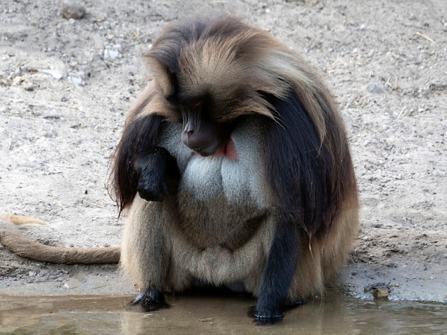 Un adulto mono Gelada (Theropithecus gelada) se sienta en la orilla y mira el agua