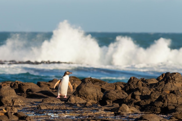 Adulto NZ Yelloweyed Penguin ou Hoiho na costa