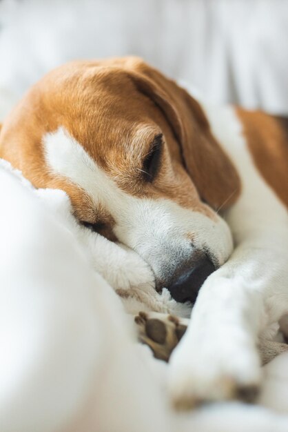 Adulto perro macho Beagle durmiendo en casa en el sofá