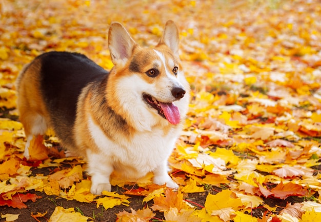 Un adulto sano pembroke welsh corgi tricolor se encuentra en las hojas de otoño