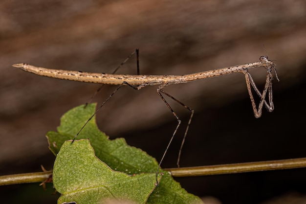 Adulto Thespid Mantis