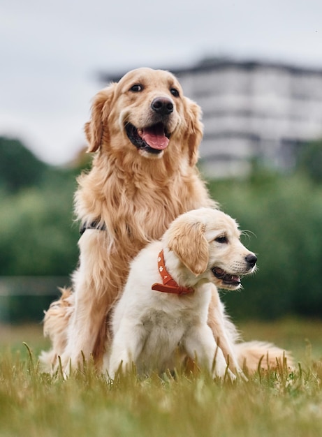 Adultos y cachorros golden retrievers Dos perros están en el campo al aire libre