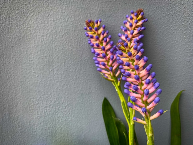 Aechmea gamosepala en el fondo de la pared gris