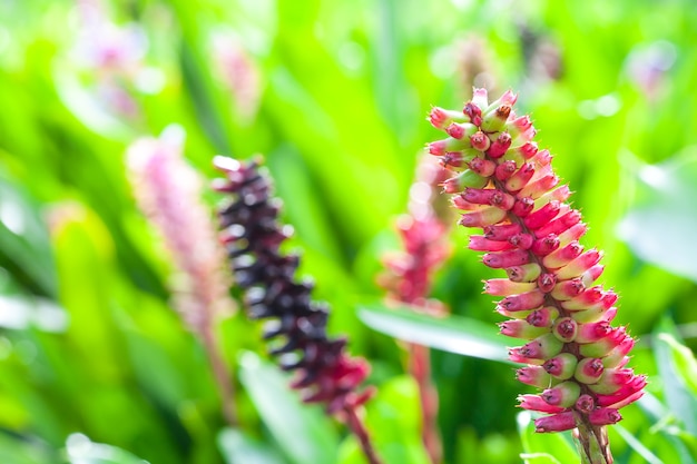 Foto aechmea gamosepala o bromelia