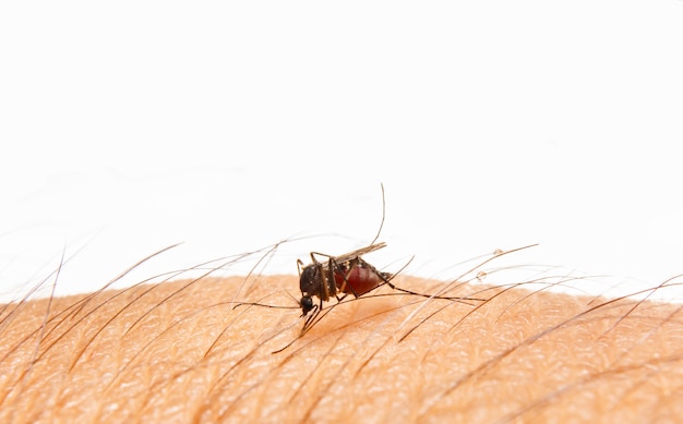 Aedes aegypti. Cerrar un mosquito chupando sangre humana.