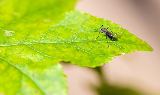 Aedes aegypti Moskito Pernilongo mit weißen Flecken und grünem Blatt