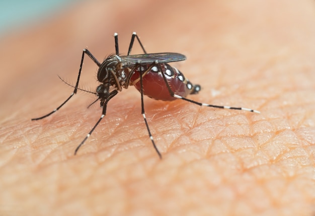Foto aedes aegypti mücke. nahaufnahme einer mücke, die menschliches blut saugt