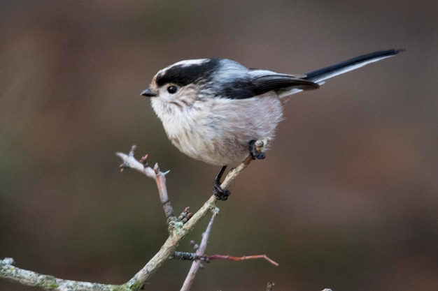 Aegithalos caudatus - Der Mythos ist eine Sperlingsvogelart aus der Familie der Aegithalidae.