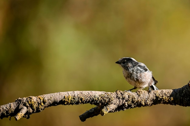 Aegithalos caudatus, der Mythos, ist eine Sperlingsvogelart aus der Familie der Aegithalidae