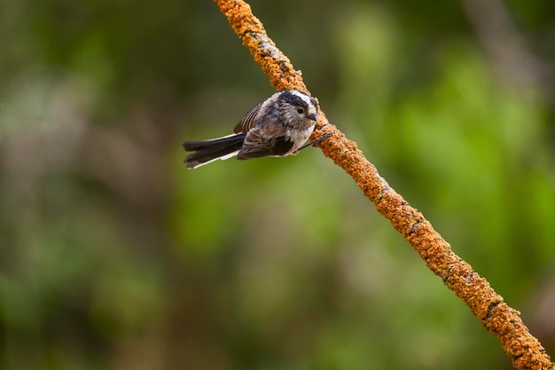 Aegithalos caudatus El mito es una especie de ave paseriforme de la familia Aegithalidae.