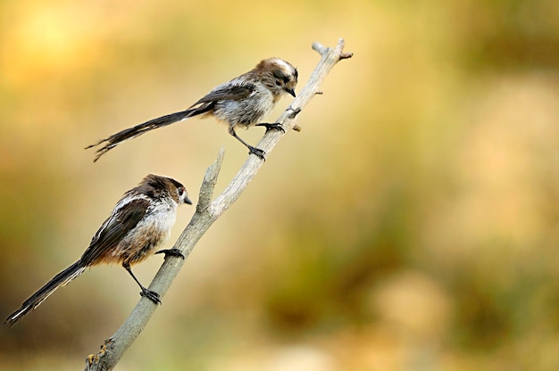 Aegithalos caudatus: el mito es una especie de ave paseriforme de la familia Aegithalidae.