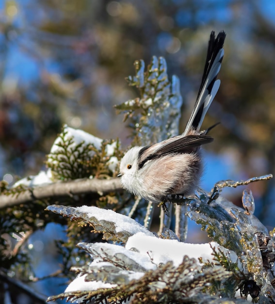 Aegithalos caudatus, pássaro de cauda longa, sentado em um ramo coberto de gelo e neve de uma thuja