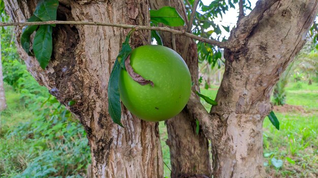 Aegle marmelos fruta