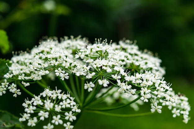 Aegopodium ist eine mehrjährige krautige Regenschirmpflanze Weiße Blüten des gemeinsamen Goutweed Horizontales Foto