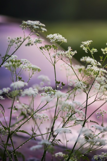 Aegopodium podagraria, die Unkrautpflanze des Bischofs in voller Blüte. Medizinisches Kraut.