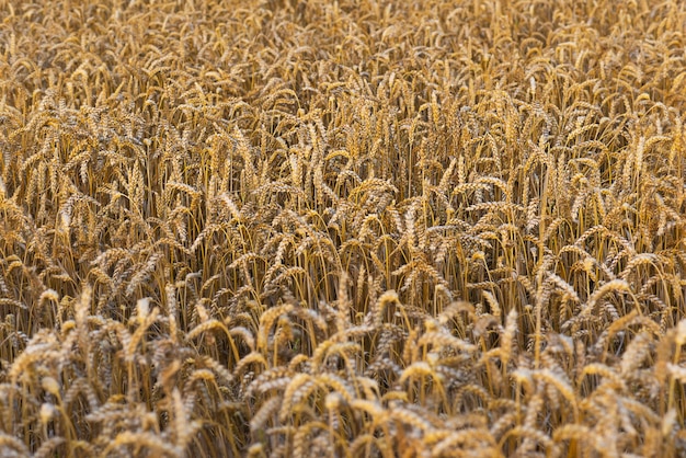 Ährchen reifer Gerste auf dem selektiven Fokus des Feldes