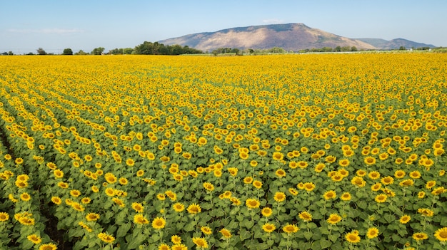 Aeiral Foto von Drohne. Schönes Sonnenblumenfeld auf Sommer mit blauem Himmel und weißem bewölktem an Lop-buri Provinz