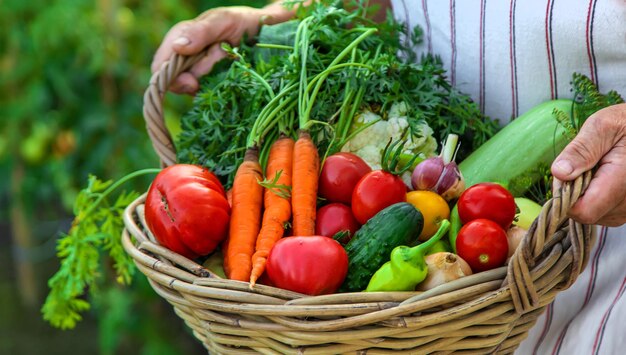 Ältere Frau, die Gemüse im Garten erntet Selektiver Fokus