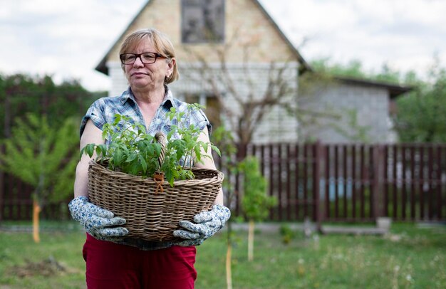 Foto Ältere kaukasische frau hält einen korb mit tomatensämlingen im garten eines landhauses