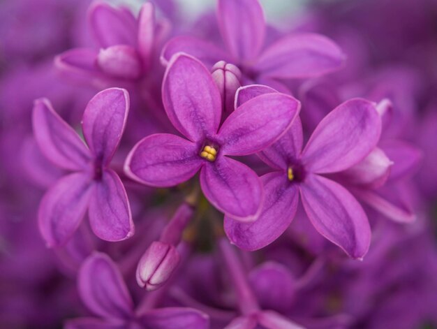 Foto Älterer, bekannt als älterer, schwarzer älterer, blüten in violetter farbe, makro-botanik