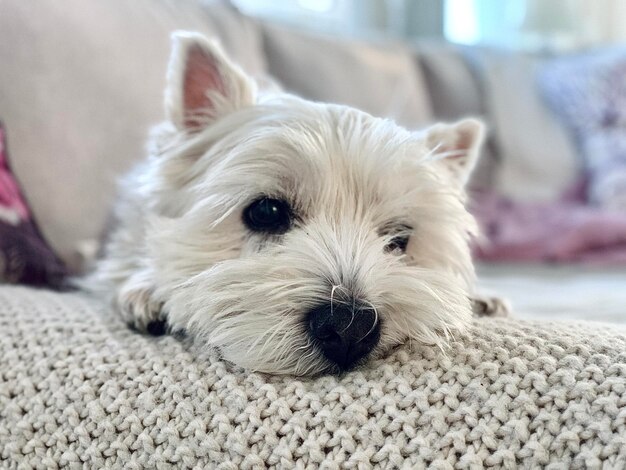 Foto Älterer hund liegt auf dem sofa