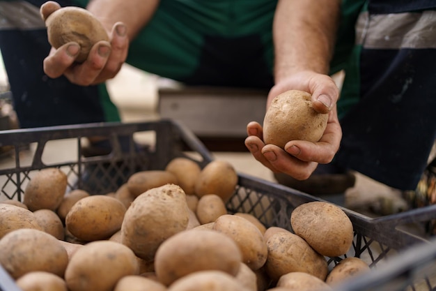 Älterer männlicher Bauer mit gesammelten Kartoffeln aus der Nähe Abgeschnittene Ansicht eines Mannes, der schmutzige natürliche Kartoffeln hält