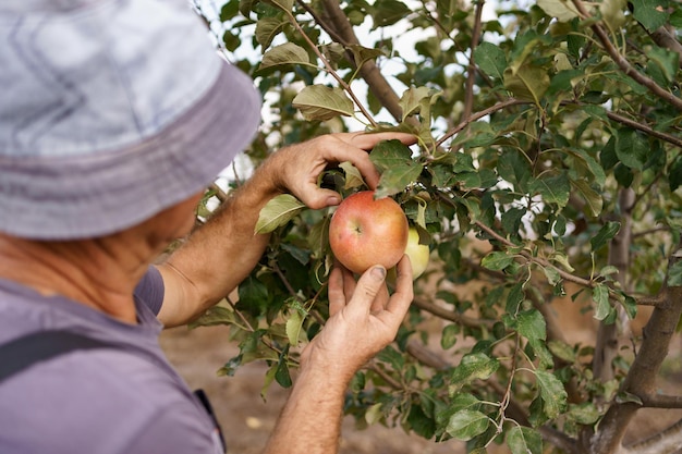 Älterer Mann, der einen Apfel in seinem Garten erntet