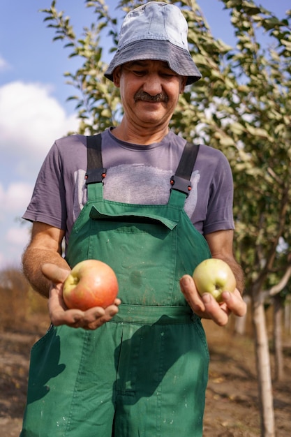 Älterer Mann, der einen Apfel in seinem Garten erntet