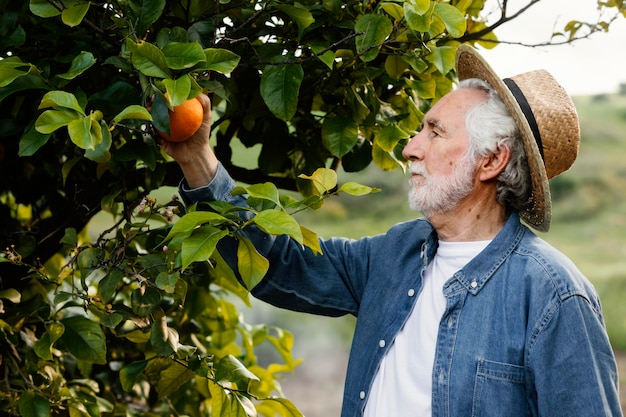 Foto Älterer mann, der frische orangen erntet